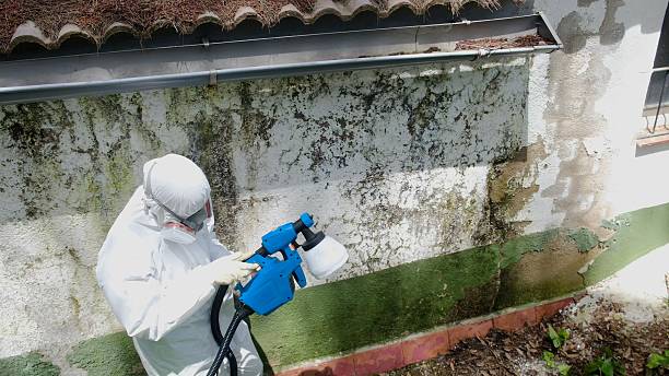 Trusted Mold Testing service in Spring Lake, MI - Cheap Mold Removal